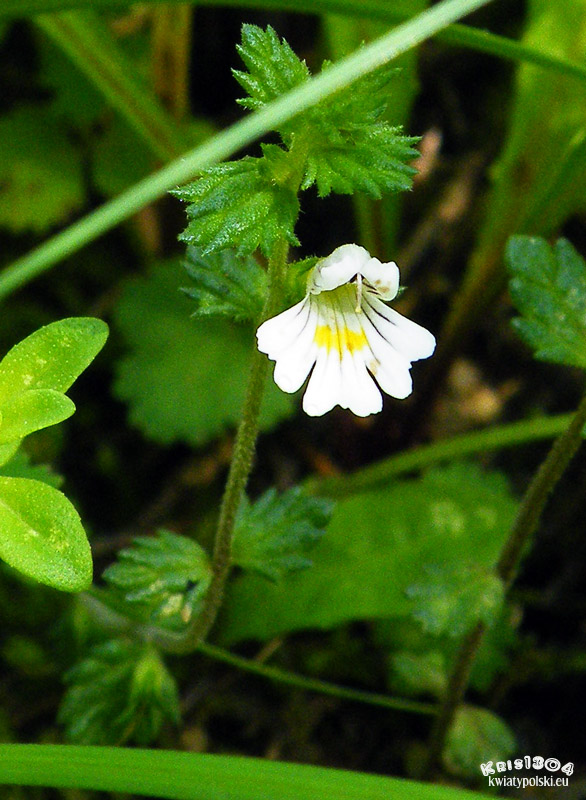 Euphrasia rostkoviana