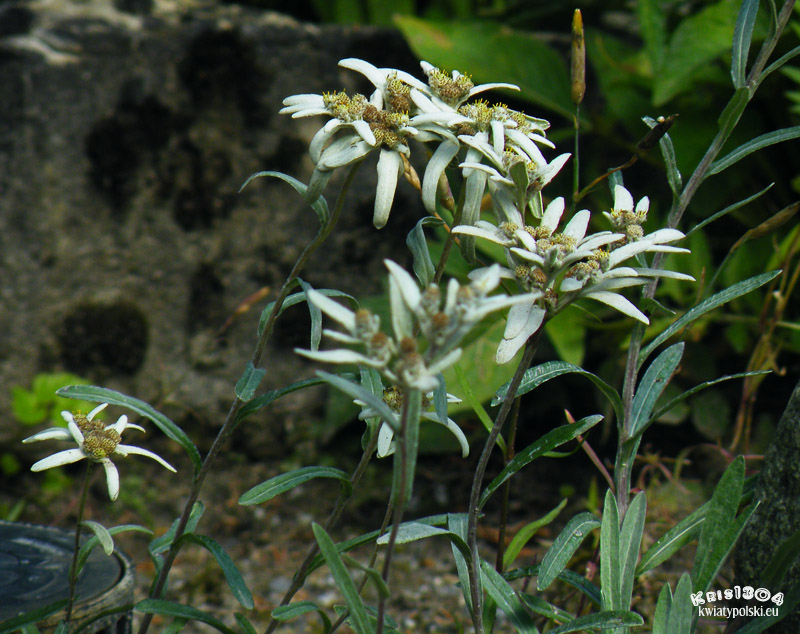 Leontopodium alpinum