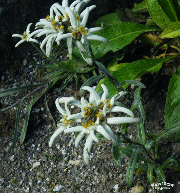 Leontopodium alpinum
