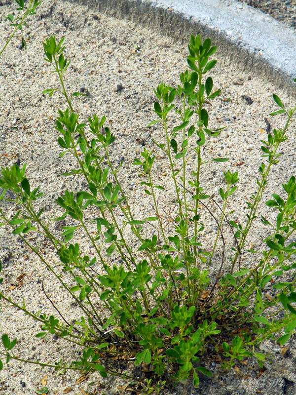 szczodrzeniec zmienny