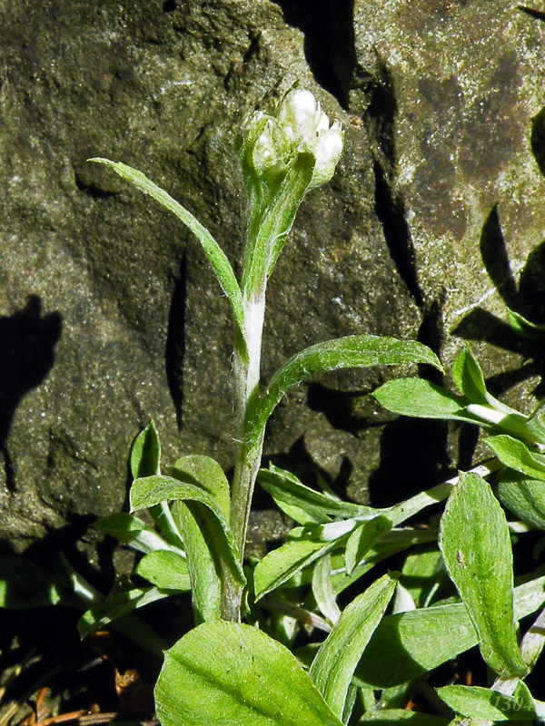 Antennaria carpatica