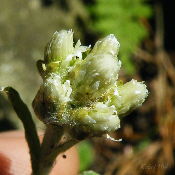 Antennaria carpatica