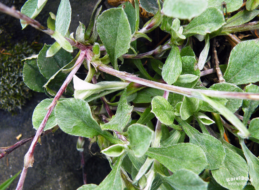 Antennaria carpatica