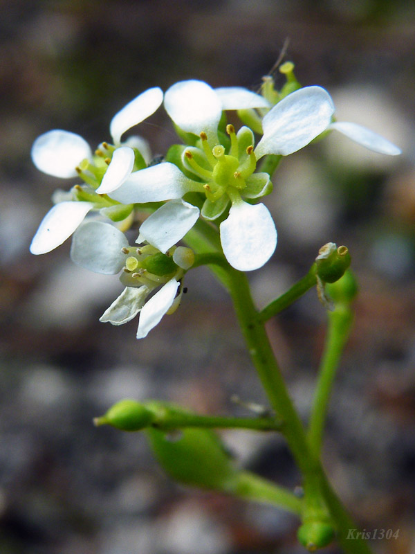 Cochlearia tatrae