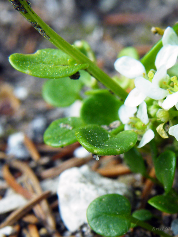 Cochlearia tatrae