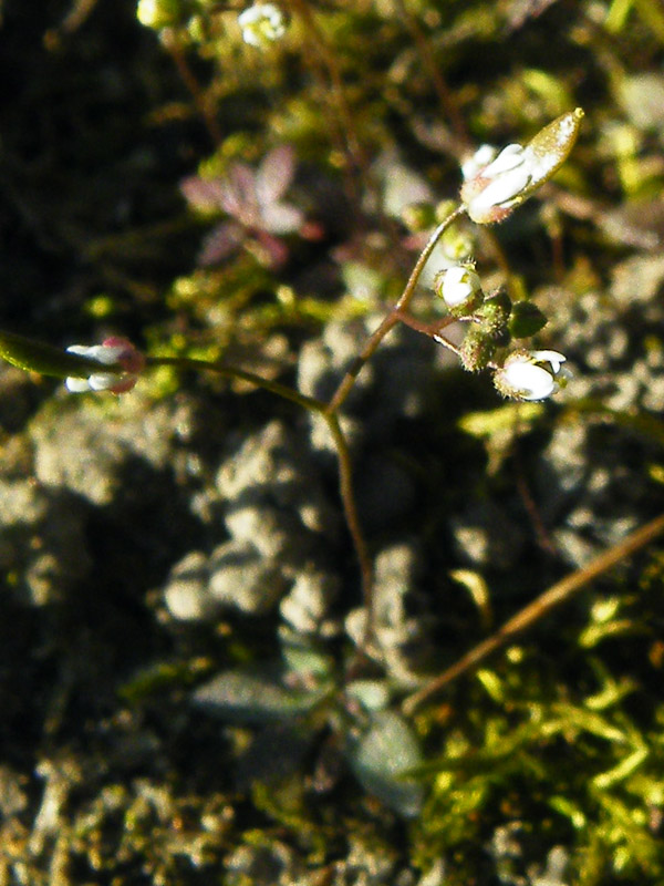 wiosnówka pospolita