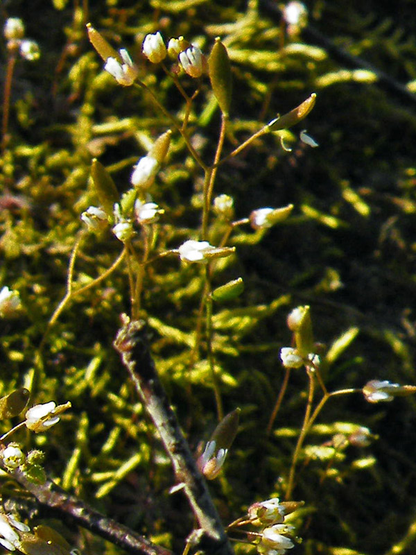 wiosnówka pospolita