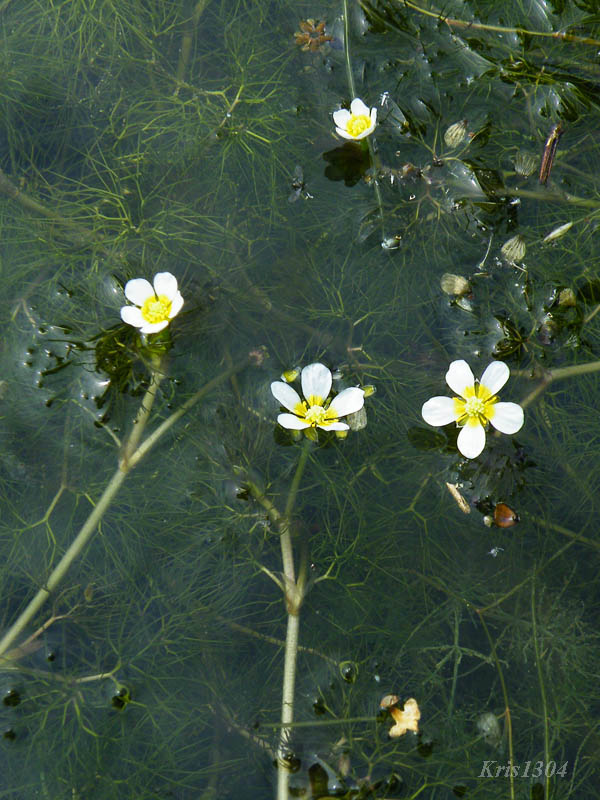 włosienicznik wodny