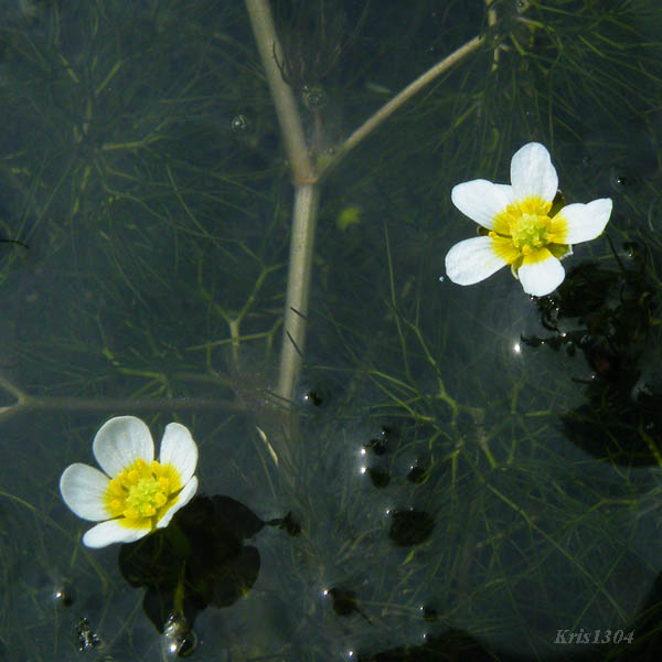 włosienicznik wodny