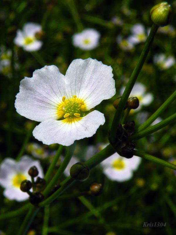 żabienica jaskrowata