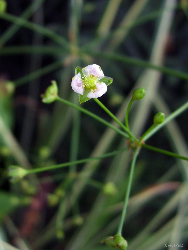 żabieniec babka wodna