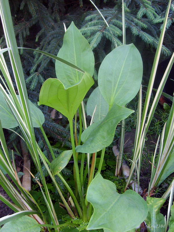 żabieniec babka wodna