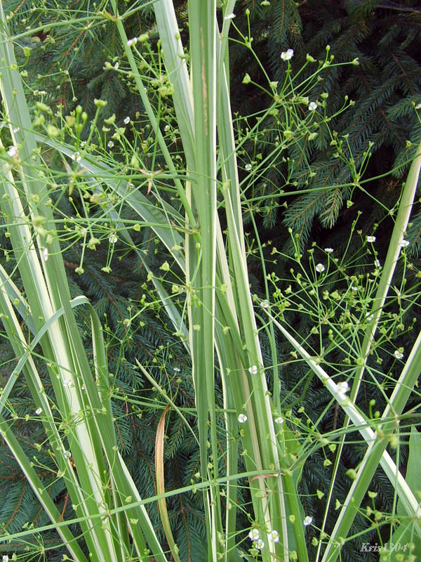 żabieniec babka wodna