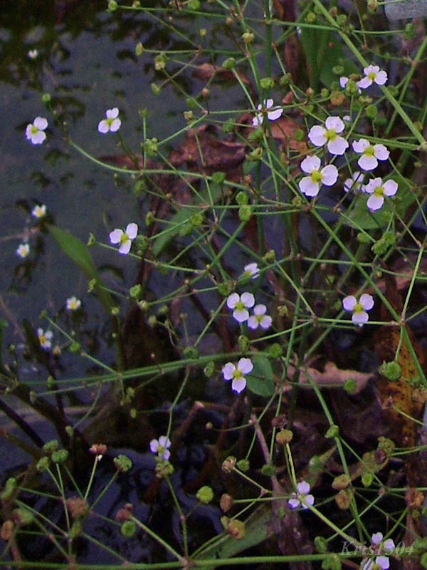 żabieniec lancetowaty