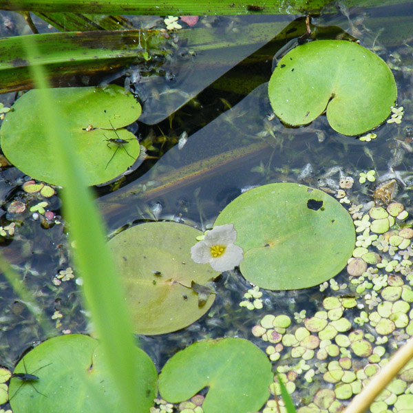 żabiściek pływający