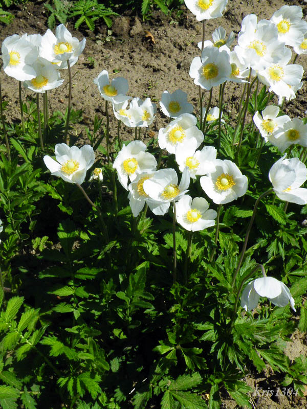 zawilec wielkokwiatowy