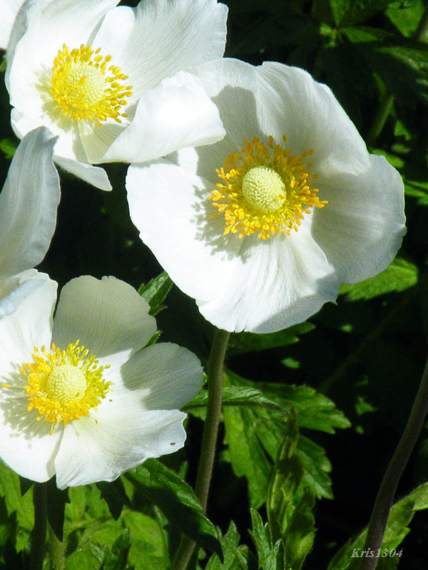 zawilec wielkokwiatowy