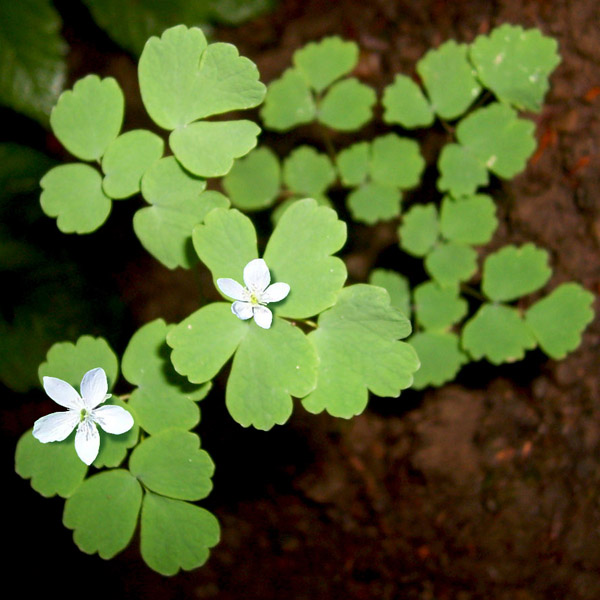 (Isopyrum thalictroides)