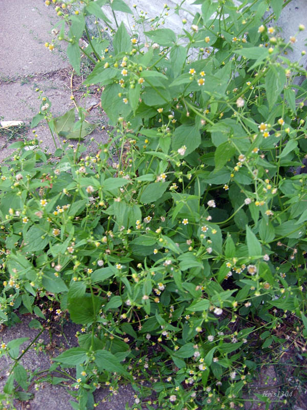 żółtlica drobnokwiatowa