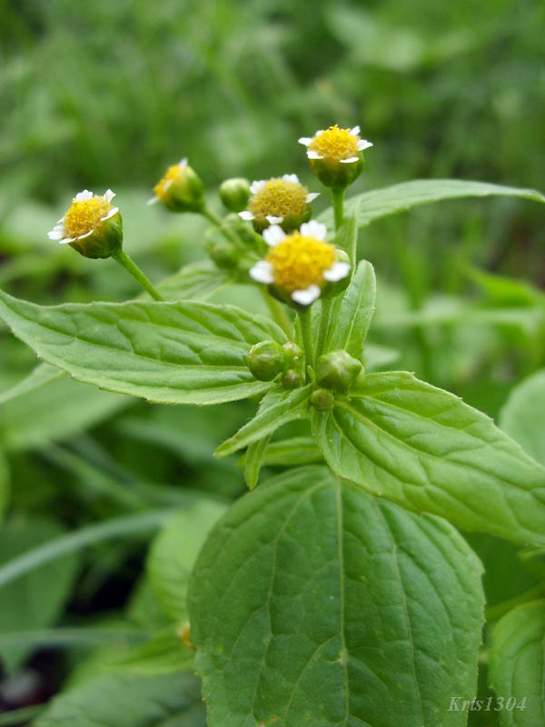 żółtlica drobnokwiatowa