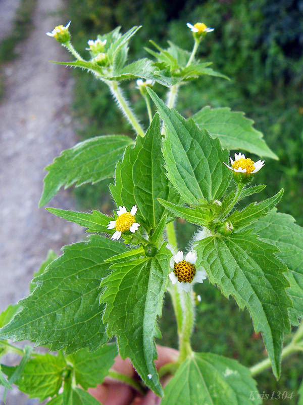 żółtlica owłosiona