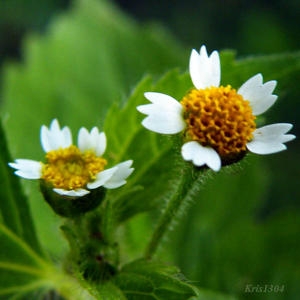 żółtlica owłosiona