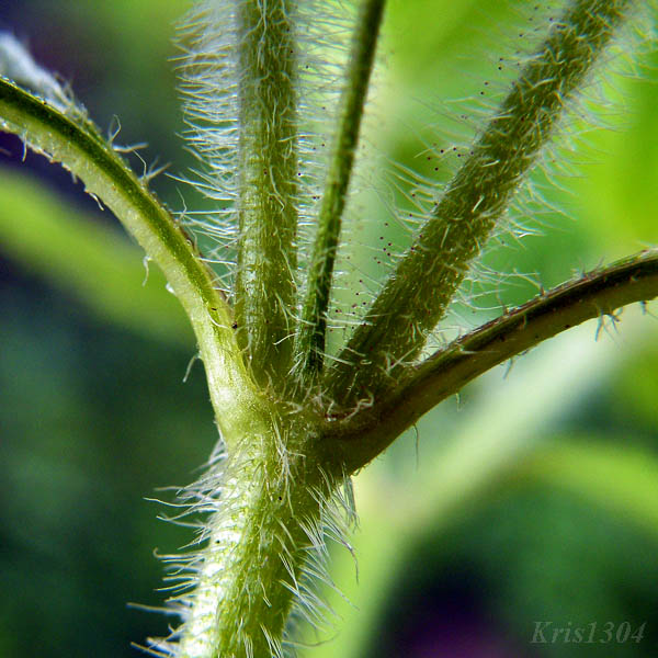 żółtlica owłosiona