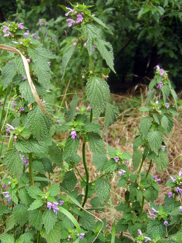 czyścica storzyszek