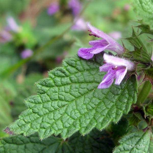 czyścica storzyszek