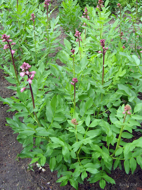 dyptam jesionolistny