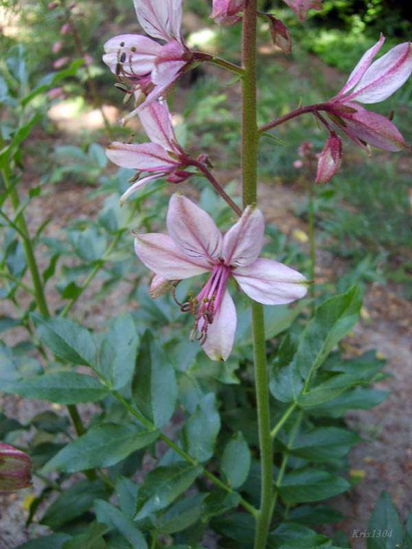 dyptam jesionolistny