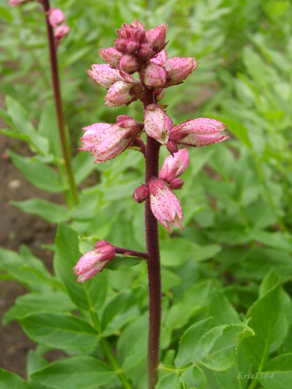 dyptam jesionolistny