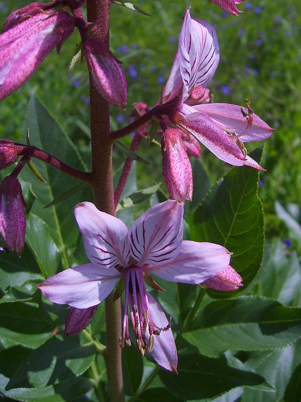 dyptam jesionolistny