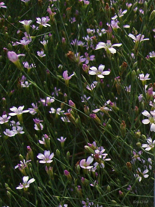 goździcznik skalnicowy