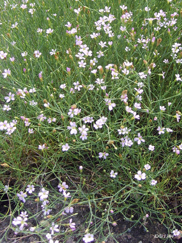 goździcznik skalnicowy