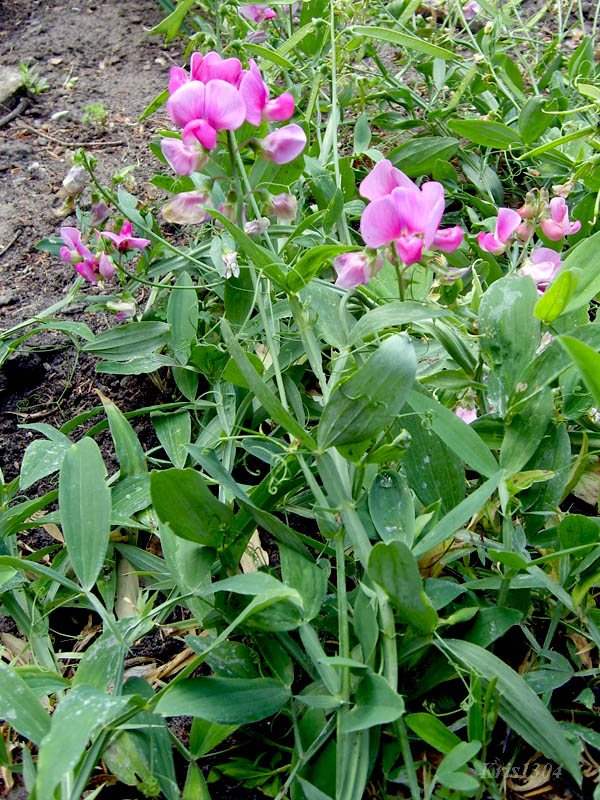 groszek szerokolistny