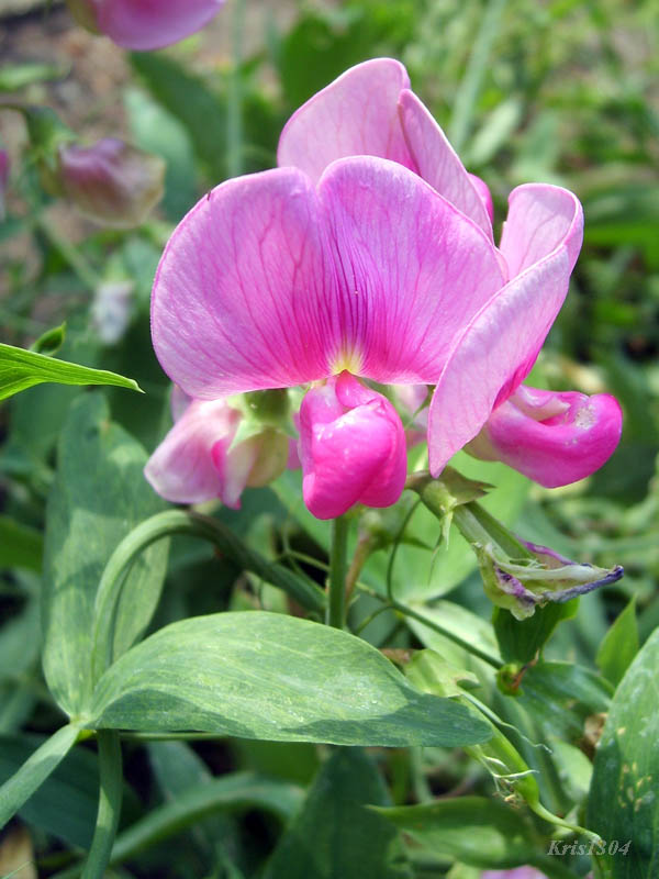 groszek szerokolistny