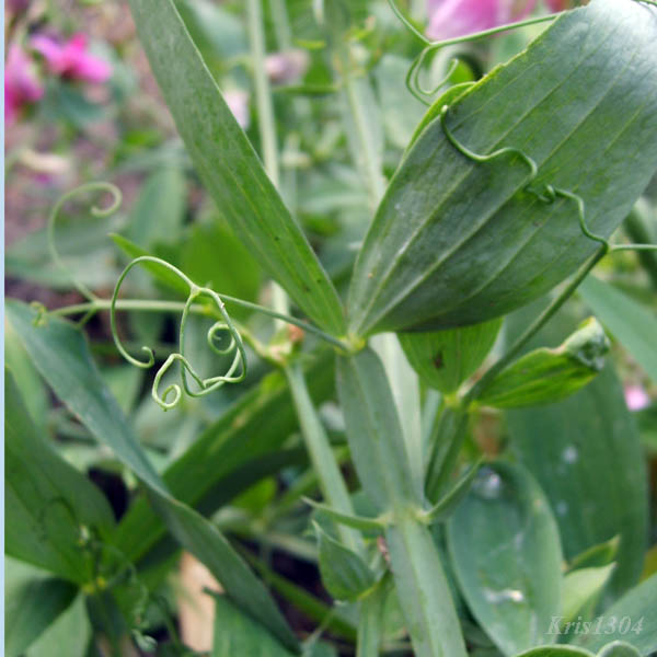 groszek szerokolistny