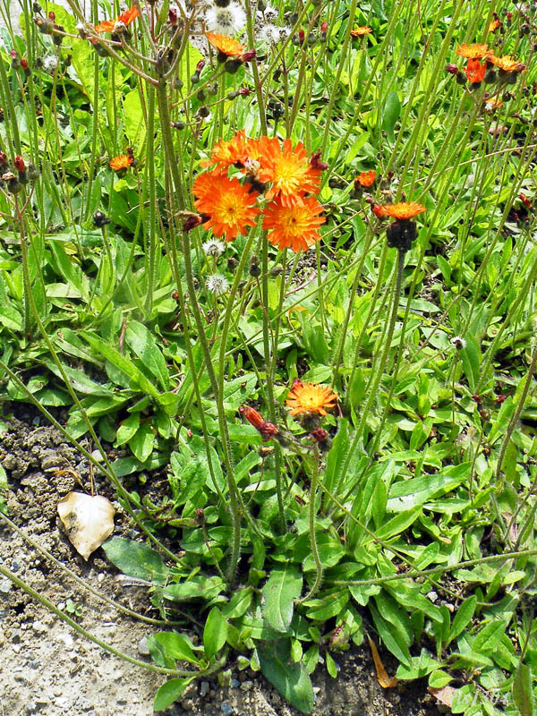 jastrzębiec pomarańczowy