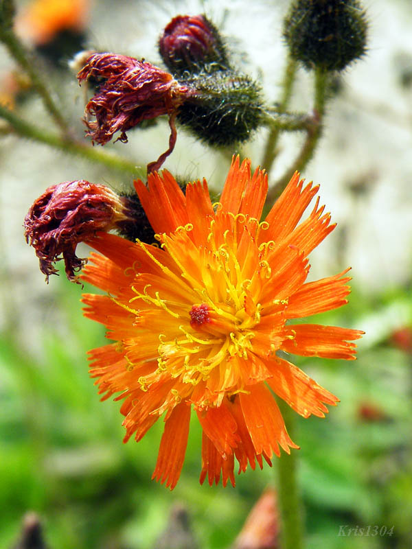 jastrzębiec pomarańczowy
