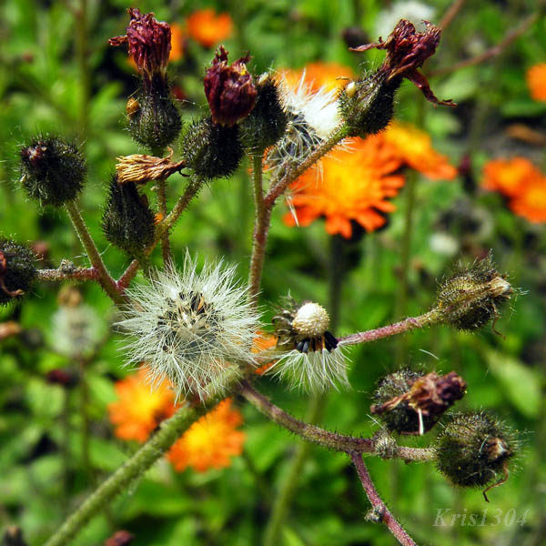 jastrzębiec pomarańczowy