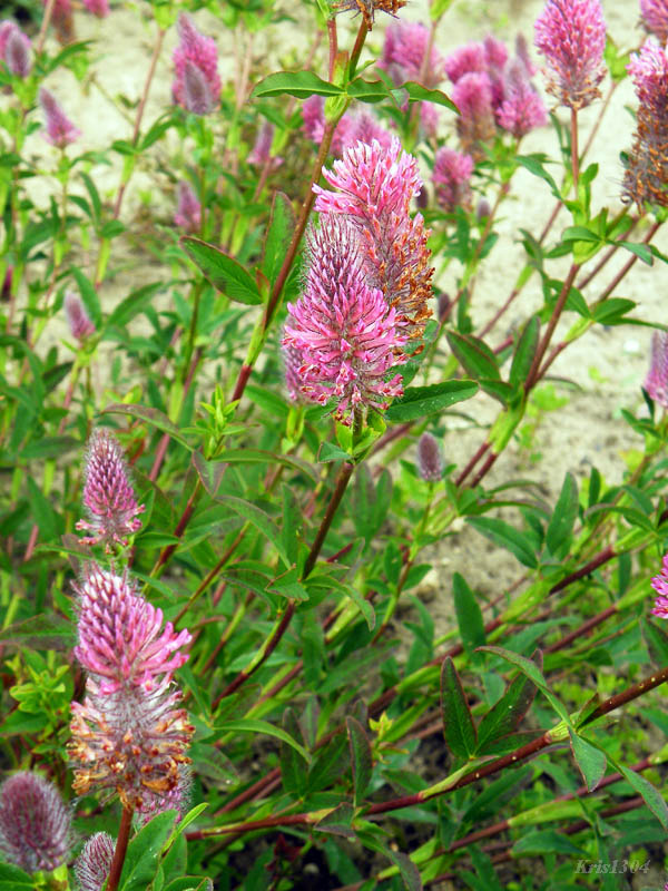 koniczyna długokłosowa