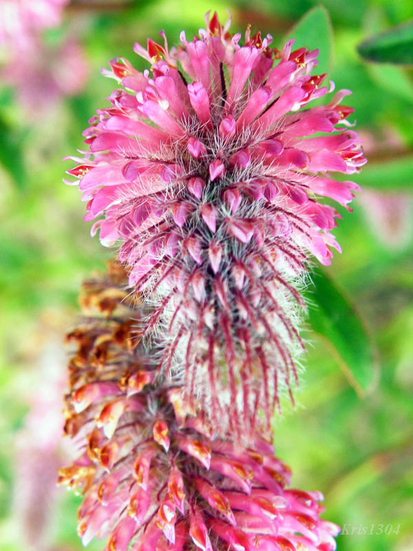 koniczyna długokłosowa