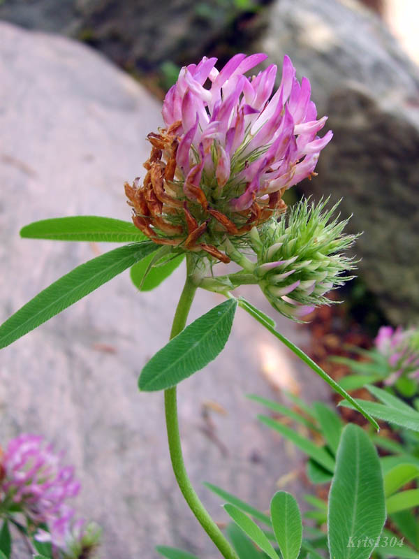 koniczyna dwukłosowa