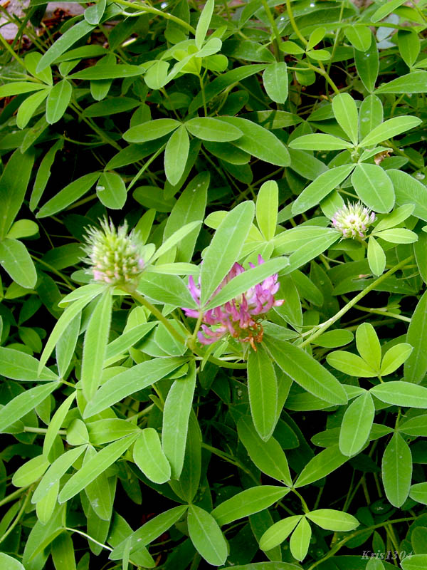 koniczyna dwukłosowa