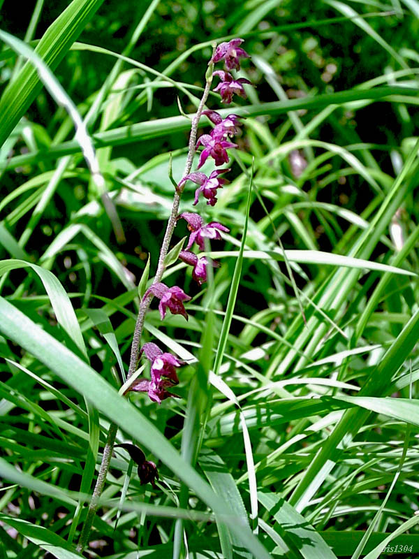 kruszczyk rdzawoczerwony