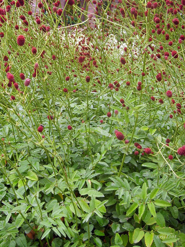 krwiściąg lekarski