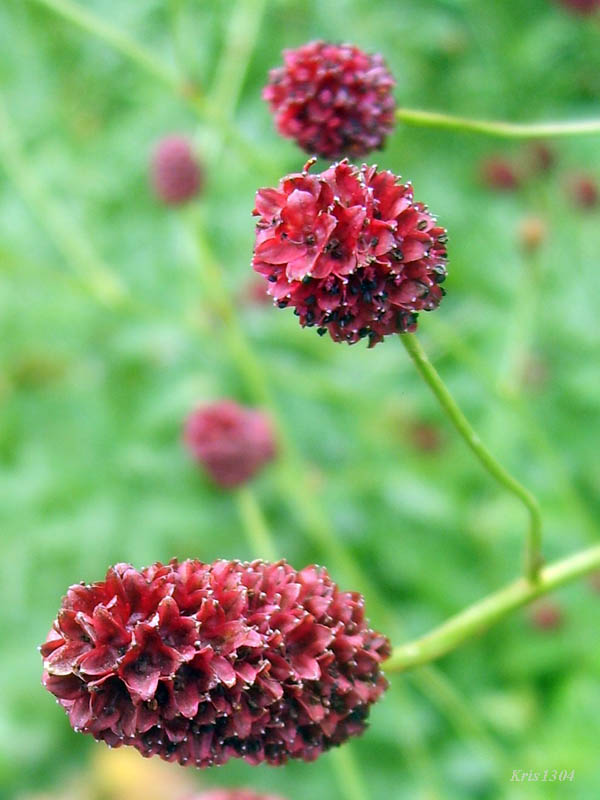 krwiściąg lekarski