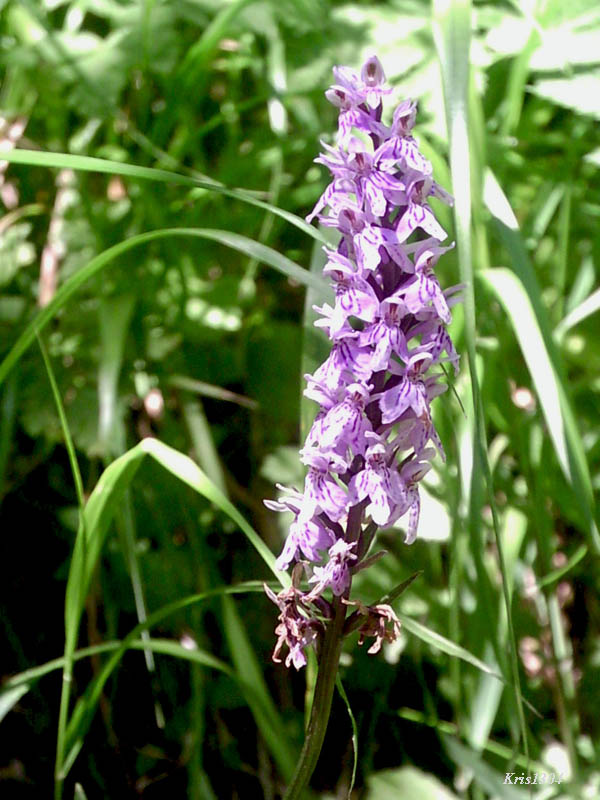 (Dactylorhiza fuchsii)