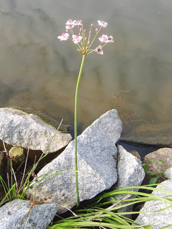 łączeń baldaszkowaty